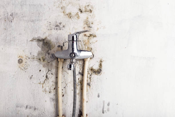 Best Mold Damage Repair  in Monroe, GA