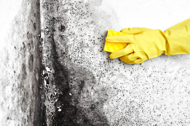 Best Mold Testing  in Monroe, GA