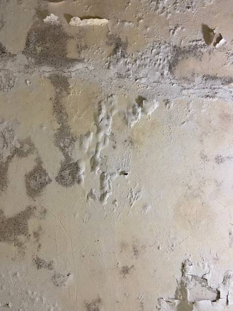 Best Home Mold Removal  in Monroe, GA