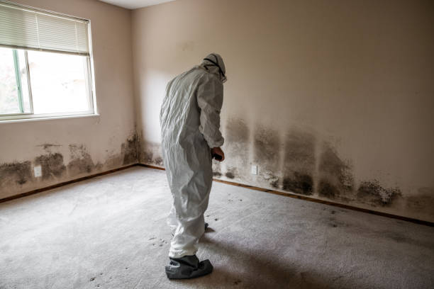 Trusted Monroe, GA Mold Removal Experts