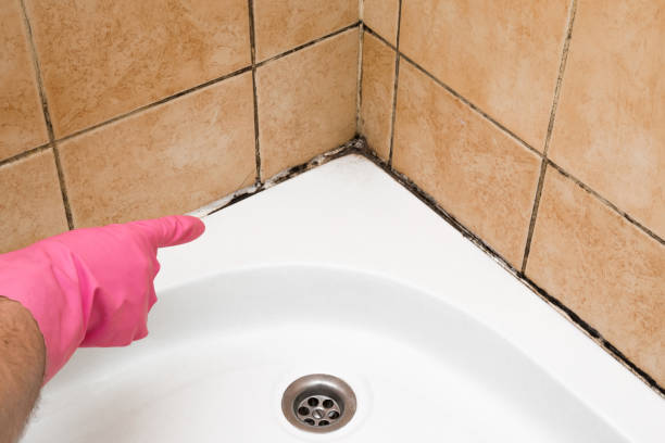 Best Attic Mold Removal  in Monroe, GA