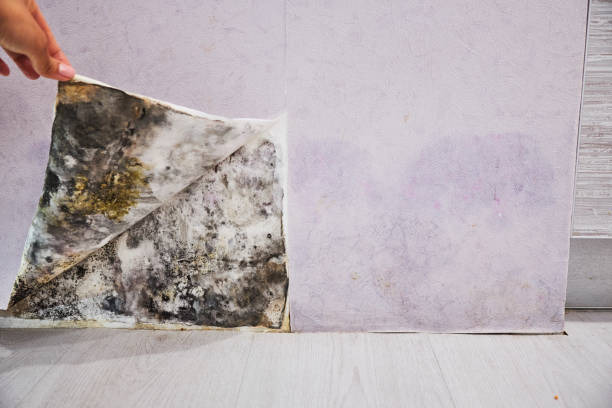 Best Mold Removal Company Near Me  in Monroe, GA